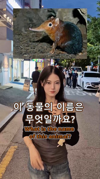 짧은 AB 선택 길거리 이미지 상식 퀴즈 19 Short AB Choice Street Image Trivia Quiz 19