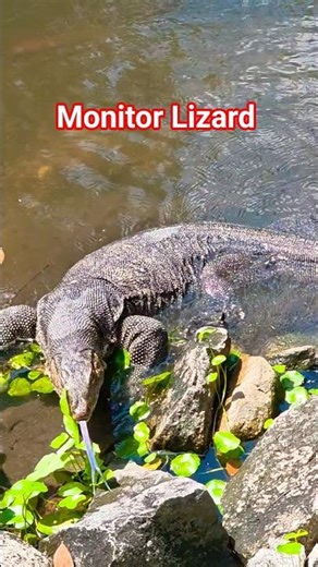 This Lizard's Hunting Technique is Insane #nature #predator #shorts