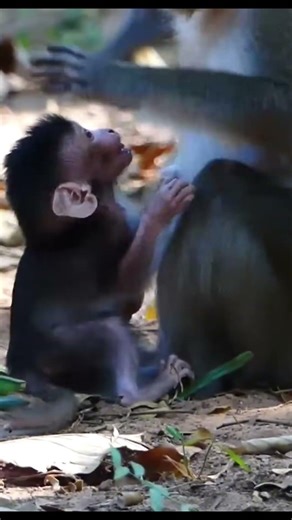 Monkey species: The baby monkey's pleas were met with a harsh slap in the face from its mother.