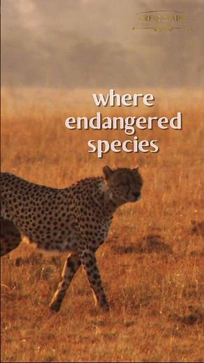 Imagine a World Where Endangered Species Are Protected | A Future Where Wildlife Thrives