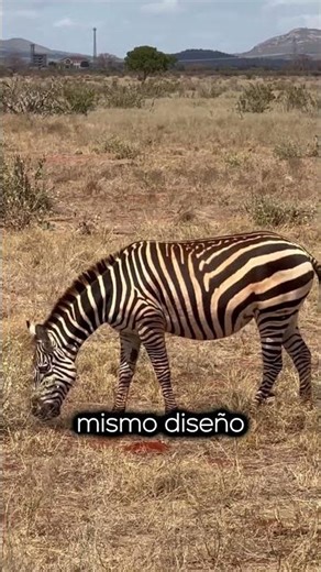 Discover the secret of zebra stripes!