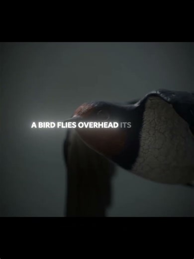 Mutated animals from the Chernobyl incident...