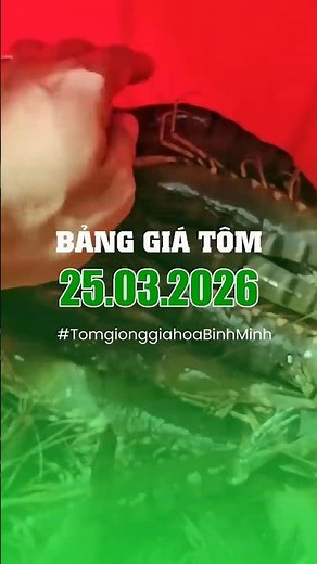 Bảng giá Tôm Sú và Tôm thẻ ngày 25.03.2026 | Tôm Giống Gia Hóa Bình Minh | 1900.86.68.69