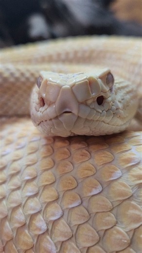Meet Jigsaw our Albino Western Diamondback Rattlesnake (Crotalus atrox). Great close-up where you can see the heat pits for detecting warm blooded prey. Then, the forked tongue to pick up the directional smell once relayed to the Jacobsons organ. One of the most advanced species of snake in the world. The new world species of serpents. | Reptile Garden