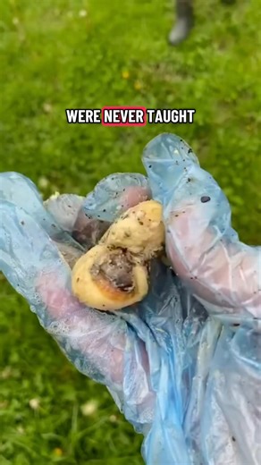 We remove big beans all the time - what’s important is the open mindedness and willingness to learn 🫶🏻 #sheathcleaning #EquineHygiene #vlog #gelding #horseriding | British Equine Sheath Cleaning