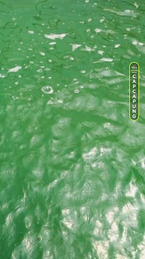 LHebat! Petani milenial kembangkan tanaman tak kasat mata untuk solusi makanan bergizi. #alga #algaspirulina #superfood #usahawanmuda | Cap Capung