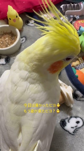 Chocobo the Cockatiel's Evening Routine (May 14, 2026)
