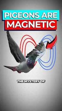 Scientists Discover Pigeons Are Magnets