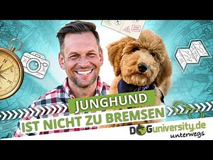 YOUNG DOG can't be stopped ▶︎ Setting boundaries and taking the lead | DOGUNIVERSITY ON THE GO