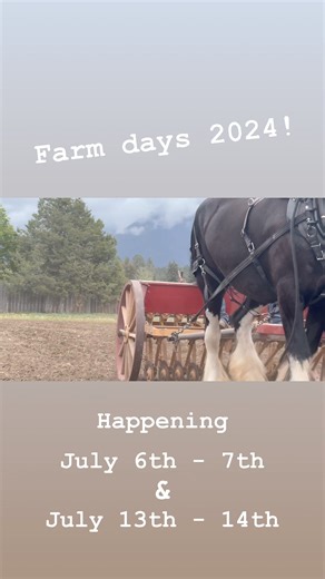 Part of maintaining our Clydesdale horses health is regular exercise. This historic breed is designed for heavy loads and big pulling projects. What better way to keep them fit than having them help prep some food for winter! Join us at Fort Steele Heritage Town July 6th, 7th, 13th, and 14th to experience our livestock team cut, cure and bale our horses winter feed using only heritage tools and equipment. | Friends of Fort Steele Society