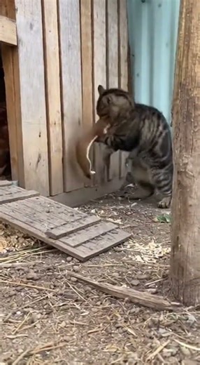 Smart Cat Outsmarts Weasel and Sets a Trap!