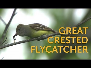 Great Crested Flycatcher