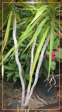 Meet the Dragon Tree | Dracaena marginata Care, Facts & Growing Guide
