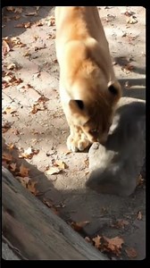 #CosplayChallenge​​, #BudgetCosplay​​, #DIYCosplay​​, #CosplayTips​​, #ThriftStoreFinds​​