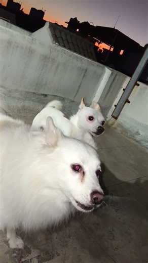 Manual pipudi....#bittuteddy #indianspitz #pets #youtubeshorts