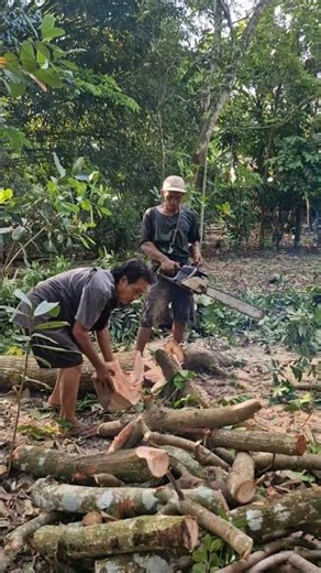 The process of splitting logs using modern machines -Agriculture farming #shorts