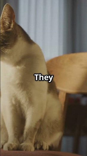 Cats Acting Like Humans