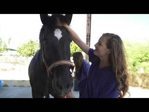 Veterinary Technician