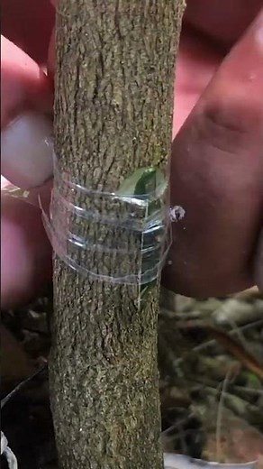 🍋 Lemon Bud Grafting Made Easy EP345