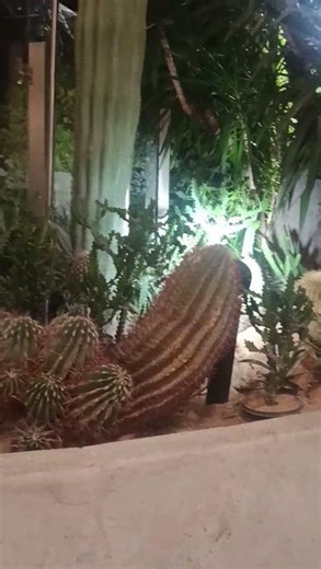 having first flight home to airport