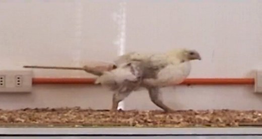 A weighted butt gives chickens a dinosaur strut | Science News