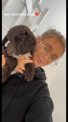 Both my besties❤️🐾 #cockapoo #americanbulldog #fyp