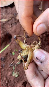 15,000 bullet ants Vs Giant IQ crickets | NaturalLife IQ