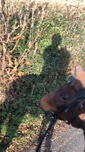 Twin foals🥺😍 #horses #fypシ #horsesoftiktok #foals #cute #pony #equestrianvibes | Fiona Brown