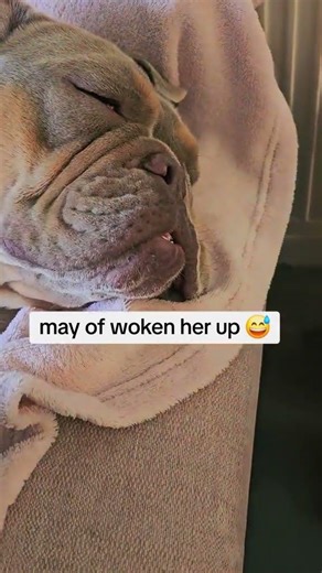this bulldog wasn't happy because I woke her up #foryou #funny #shorts #relatable #bulldog #dog