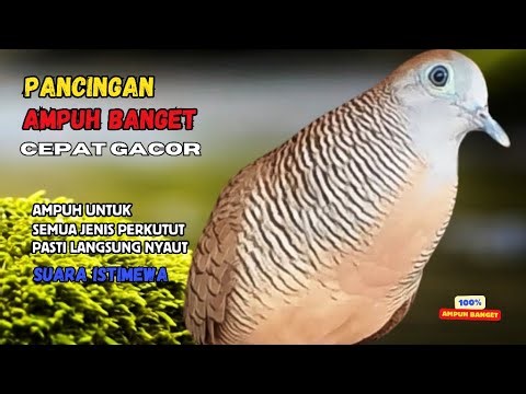 Perkutut Lokal Gacor AMPUH Untuk Pancingan Semua Burung Perkutut Agar Cepat Bunyi | Zebra Dove Z100