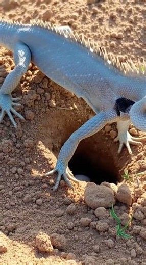 Grey Scale Garden Lizard Slips Into a Hidden Burrow! 🦎⚫ Reptile POV Moment