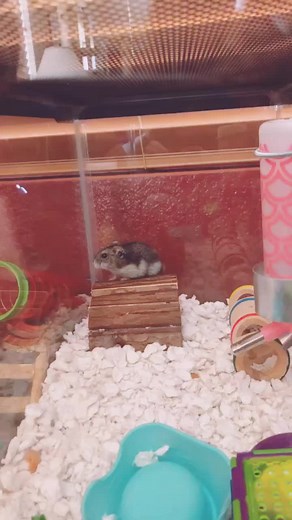 This hamster does backflips 😂#animals #funny #firsttiktok