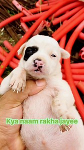 26K views · 1.6K reactions | Is pyaare se angel ka kya naam rakha jayee #SaveStrays #savestraydogs #puppy #puppies #puppylove #puppylovers #puppylife #dogmother #dogmom #dog #dogs #dogfood #doglife #doglover #doglovers #supportus #blessings #love #reels #viral #instareels #insta #instagram #fb #fbreels #fbreelsvideo #fbreelsfypシ゚viral | Bezubaanjaan1517 | Facebook