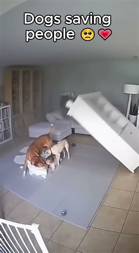 Dogs saving people 🥺💗