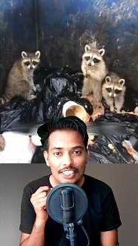 Man Rescues Three Baby Raccoons 🦝❤️ #raccoon #rescue #animals