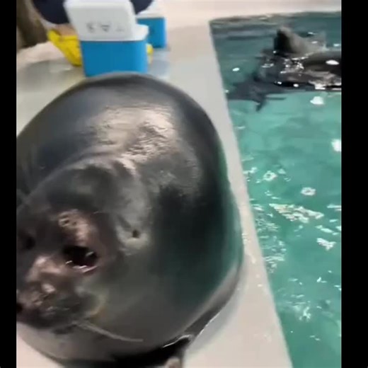 🦭crazy_pyro🦭 (@crazy_pyro6)’s videos with оригинальный звук - 🦭crazy_pyro🦭