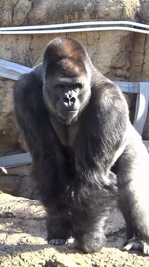 歌うゴリラ♪ | ✨👀今日のシャバーニ👀✨ 何を見たのか⁉️鋭い目つきがたまらない👁️ 🦍2022/12/28🦍 #東山動植物園 #ゴリラ #ニシゴリラ #シルバーバック #動物園 #動物 #シャバーニ #higashiyamazoo #gorilla... | Instagram