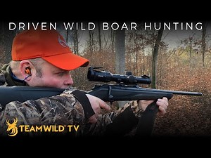 Driven Wild Boar Hunting in Germany