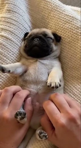 Newborn Pug Puppies 2 Weeks Old 🐶❤️ | Adorable Tiny Puppy Love #puppy #cutepuppy #animals #pug