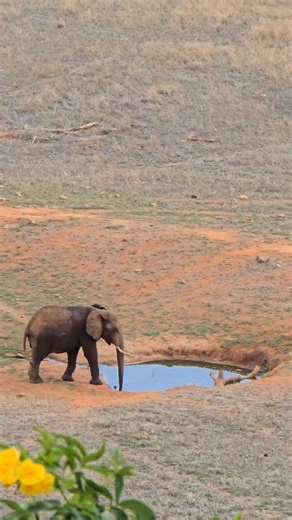 Top 10 Reasons to Visit Masai Mara in January to March Discover Masai Mara’s Hidden Magic! 🦁🌿 Think the best time to visit is during the migration? Think again! January to March in the Mara offers unique experiences you won’t want to miss. ✨ Why Visit Masai Mara Now? 🍼 Baby animals take first steps 🦁 Big cats in hunting action 🚫 Fewer crowds, more private moments 📸 Lush green landscapes for photos 💸 Affordable luxury during Green Season 🌅 Stunning sunrises and sunsets 🦜 Peak birdwatchin