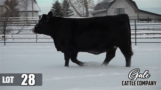 Lot 28 - Gale Cattle SimPower 2025.mp4