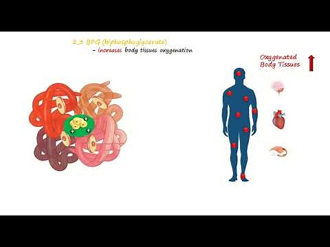 Biphosphoglycerate (or diphosphoglycerate) cycle in Red Blood Cell