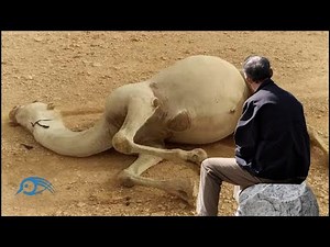 THE IDEA That a Dead Camel Will EXPLODE When TOUCHED!!!