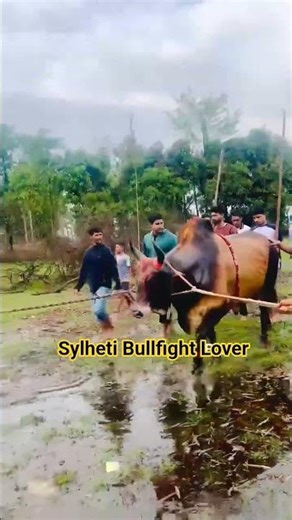 সোনার বাংলা ২ #bullfightbangladesh #bull #sylhetibullfight #cow #ox #oxfight