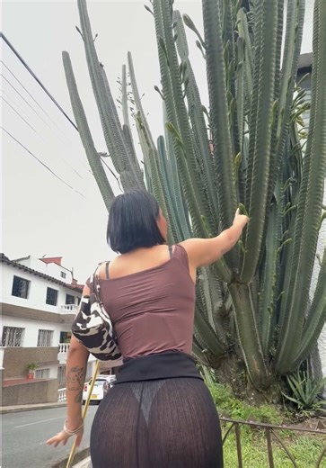 In the quiet, something lovely is always emerging. Windham, NH, with its serene streets and sky, makes every moment feel like a gentle nudge towards growth 🌵✨. This cactus reminds me that slow and steady wins the race, and the most powerful growth often happens just beneath the surface 🌿🤍 #NatureVibes #VlogLife #SlowLiving #NewHampshire #Growth