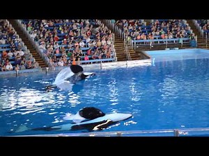One Ocean SeaWorld San Antonio Orca Show (8/5/2019)