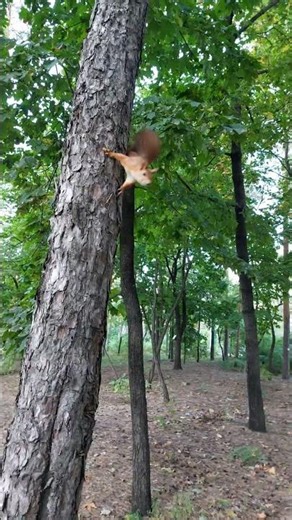 acrobatic squirrel #shorts
