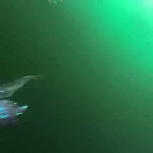 4.4K views · 50 shares | 麗 Smile for the camera! A frightening display of speed, showing why the Shortfin Mako Shark is the fastest shark on earth! In order to catch its prey, which tend to be fast species such as tuna, it has to be able to keep up to speeds over 50 mph!  That’s ten times Michael Phelps top speed! Via @creatures_of_the_deep_ Video courtesy of davey8128 on YouTube | Fly Zone Fishing | Facebook