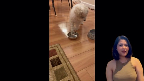 Hangry Pup Loses It—You’ve Got to See This Bowl Toss