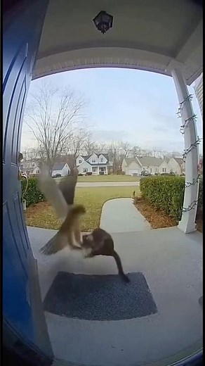 Rooster Fights Off Hawk Attack (Caught on Ring Camera)